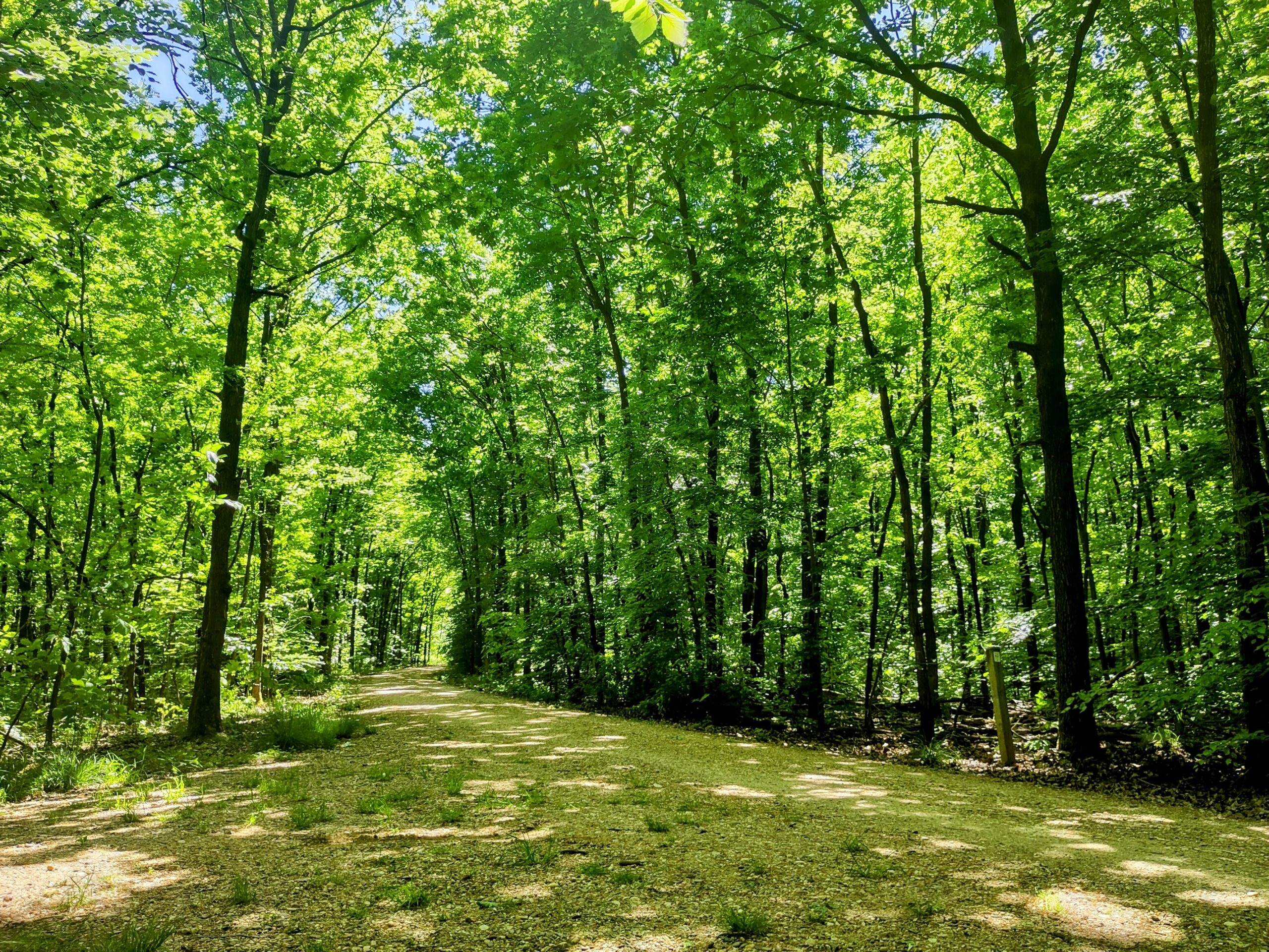 Waldweg am Liblarer See