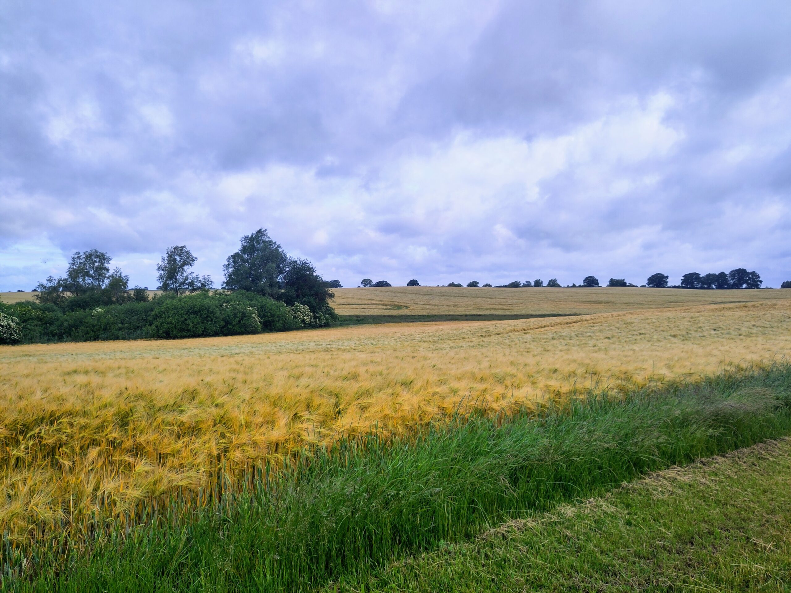 Goldenes Feld